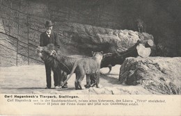 Carl Hagenbeck's Tierpark, Stellingen - Löwen - Stellingen