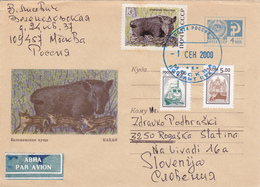 SSSR / RUSSIA, Animals, Mammals, Wild Boar - Brieven En Documenten