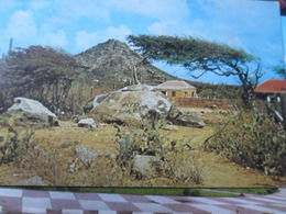 Hooiberg Dividivi Tree Aruba - Aruba