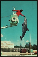 Nassau / Bahamas  -  Seafloor Aquarium  -  Porpoise Going Through One Of His Many Acts  -  Ca.1972    (12126) - Bahamas