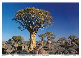 Namibia AK Keetmanshoop Köcherbäume - Namibië