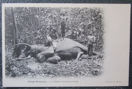 Congo Français Chasse Elephant Tué Foret Cpa - Brazzaville