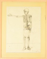 Barcsay Jelzéssel: Csontváz és Fej. Ceruza, Papír, üvegezett Keretben, 40×29 Cm - Sonstige & Ohne Zuordnung