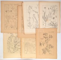 Cca 1880-1900 Vegyes Növényeket ábrázoló Fametszet Tétel, 67 Db, Változó állapotban, 40x26 Cm és 39x26 Cm Közötti Méretb - Prints & Engravings