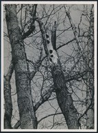 Cca 1934 Kinszki Imre (1901-1945) Budapesti Fotóművész Hagyatékából, Pecséttel Jelzett, Vintage Fotó (Kettétört Fa), 16, - Other & Unclassified