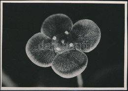 Cca 1935 Kinszki Imre (1901-1945) Budapesti Fotóművész Hagyatékából, Pecséttel Jelzett, Vintage Fotó (Virág), 16,8x11,6  - Andere & Zonder Classificatie
