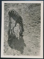 Cca 1933 Kinszki Imre (1901-1945) Budapesti Fotóművész Hagyatékából, Jelzés Nélküli Vintage Fotó (Zebra), 6x4,4 Cm - Autres & Non Classés