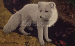 ** T2/T3 New York City, New York Zoological Park, Arctic Fox (EK) - Other & Unclassified