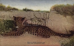 ** T2 New York City, New York Zoological Park, Indian Leopard Cub - Other & Unclassified