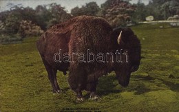 ** T2 New York City, New York Zoological Park, American Bison - Other & Unclassified