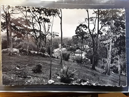 GUINEE FRANÇAISE,  SEREDOU, Les Plantations De QUINQUINA , Années 50 Ed Cogex , TB - Guinée Française