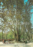 Ashgabat - Ashkhabad - Plane Tree In Firyuza Settlement - 1984 - Turkmenistan - Unused - Turkmenistán