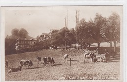 Le Pâquier. Bains De Montbarry. Matin D'automne. Troupeau Au Pâturage. Carte-photo - Le Pâquier