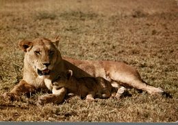 KENIA  LIONS  MUM I LOVE YOU SO MUCH - Kenya