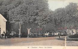 Tarbes          65         Le Haras. Les étalons        ( Grattée Côté Vue Voir Scan) - Tarbes