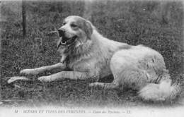 Tarbes          65         Chien Des Pyrénées     (voir Scan) - Tarbes