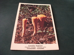 FUNGO FUNGHI CHAMPIGNONS MUSHROOMS CLAVARIA TRUNCATA CLAVARIA TRONCATA CLAVIERE PILON COMMESTIBILE - Pilze