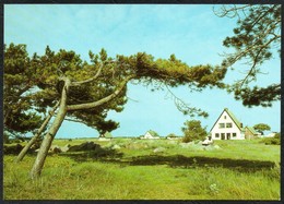 D2942 - TOP Hiddensee Windflüchter - Bild Und Heimat Reichenbach - Hiddensee