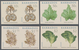 Thematik: Flora, Botanik / Flora, Botany, Bloom: 2008, BARBADOS: Algae Complete Set Of Four In Horiz - Other & Unclassified