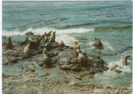 Islande  The Falkland Islands   Seals - Islande