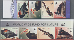 Thematik: Tiere-Vögel / Animals-birds: 2004, LESOTHO: WWF 'Southern Bald Ibis' (Geronticus Calvus) C - Other & Unclassified