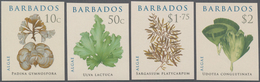 Barbados: 2008, Algae Complete IMPERFORATE Set Of Four, Mint Never Hinged And Scarce! - Barbados (1966-...)