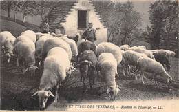 Non Localisé          65        Moutons Au Pâturage       (voir Scan) - Autres & Non Classés