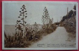 DUBROVNIK - RAGUSA , PANORAMA AGAVE U CVATNJI PUTEM U SV. JAKOB - Croatia