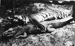 Delcampe - MALAISIE TIGRES CROCODILE  (CARTE PHOTO ) - Malaysia