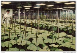 LEVERKUSEN  Im Gewächshaus Des Biologischen Instituts Des Bayer-Werkes  - Tabac - Plant Fleur Flower - Germany - Tabacco