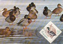 BIRDS, MALLARD DUCK, MAXIMUM CARD, 1978, ROMANIA - Canards