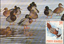 BIRDS, MALLARD DUCK, MAXIMUM CARD, 1978, ROMANIA - Canards