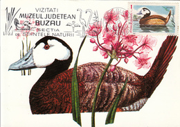 BIRDS, WHITE HEADED DUCK, MAXIMUM CARD, 1989, ROMANIA - Canards