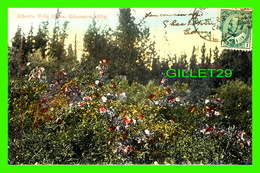 EDMONTON, ALBERTA - ALBERTA WILD ROSES - TRAVEL IN 1906 - M. I. CO - - Edmonton