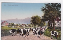 Delcampe - Bulle. Troupeau De Vaches à La Rue De Vevey "Retour à La Plaine" - Bulle