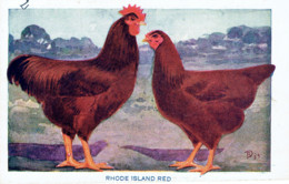 Publicité Sulfate D'amoniaque Rhode Island  Red Poule Et Coq Selection Gembloux - Werbepostkarten