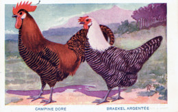 Publicité Sulfate D'amoniaque Campine Doré Brackel Argentée Poule Et Coq   Selection Gembloux - Werbepostkarten