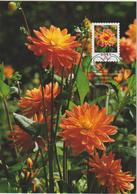 Allemagne Carte Maximum Fleurs 2006 Dahlias 2382 - Andere & Zonder Classificatie