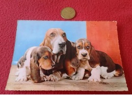 POSTAL POST CARD PERROS DOGS CHIENS ESCRITA CIRCULADA EN FRANCIA EN 1964 CON SELLO Y BONITO MATASELLOS EDUG PARIS KODAK - Dogs