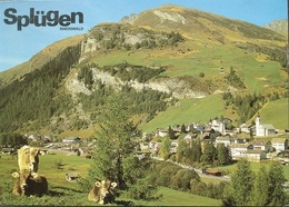 SPLÜGEN Kühe - Splügen