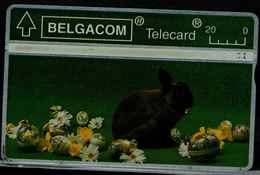 BELGIUM 1998 PHONECARD RABBIT USED VF!! - Konijnen