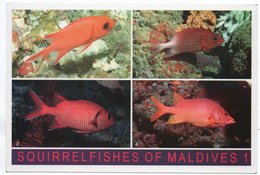 MALDIVES - SQIRRELFISHES (PHOTO MUSTAQ) / THEMATIC STAMP-BIRD - Maldives