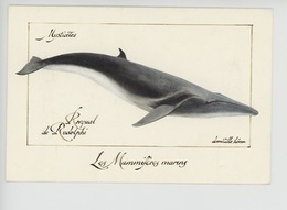 Domitille Heron Illustrateur : Rorqual De Rudolphi - Mysticètes -  Mammifères Marins (cp Vierge) - Fish & Shellfish