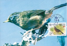 MACAU 1995 BIRDS MAXIMUM CARD - GARRULAX CANORUS - Tarjetas – Máxima