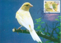 MACAU 1995 BIRDS MAXIMUM CARD - SERINUS CANARIA - Cartoline Maximum