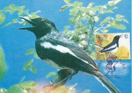 MACAU 1995 BIRDS MAXIMUM CARD - COPSYCHUS SAULARIS - Maximumkaarten