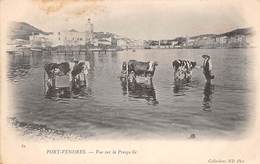 Port Vendres          66       Vue  Sur La Presqu’île.  Vaches Dans La Mer . (voir Scan) - Port Vendres