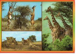 KENYA - AFRICAN WILDLIFE - GERENUK - LIONS AND RETICULATED GIRAFFE - Kenya