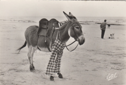 Animaux - Anes - Ane Harnachement - Pantalon Culotte - Donkey - Oblitération La Couarde Sur Mer 1958 - Donkeys