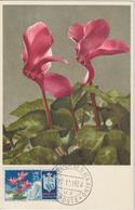 Saint Marin Carte Maximum Fleurs 1953 Cyclamens 380 - Lettres & Documents